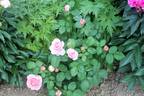 Doris Leuthard rose photo