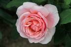Doris Leuthard rose photo