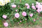 Flashlight rose photo