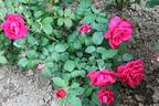 АюДаг rose photo