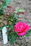 Siren's Keep rose photo