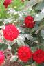 Elie Semoun rose photo