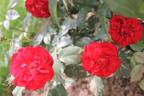 Elie Semoun rose photo