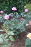 Майор Гагарин rose photo