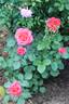Alexander's Issie rose photo
