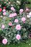 Alderley Park rose photo