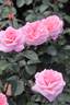 Alderley Park rose photo