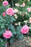 Audrey Wilcox rose photo
