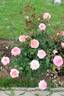 Благовест rose photo