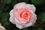Благовест rose photo