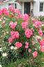 Кадриль rose photo