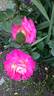 Khersones rose photo