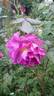 Blauwestad rose photo