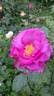 Blauwestad rose photo