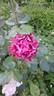 Blauwestad rose photo