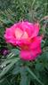 Khersones rose photo