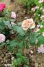 Amnésia® rose photo