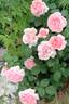 Doris Leuthard rose photo