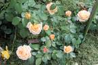 Atlantic Star rose photo