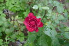 Black Ice rose photo