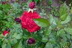 Black Ice rose photo