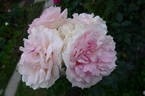 Reflets de Nacre ® rose photo