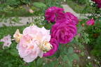 Reflets de Nacre ® rose photo