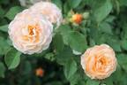 Ostseeperle rose photo