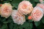 Ostseeperle rose photo
