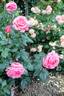 Ostseeperle rose photo