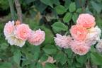 Ostseeperle rose photo