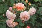 Ostseeperle rose photo