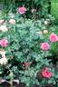 Ingwer J. Jensen rose photo