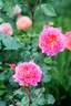Ingwer J. Jensen rose photo