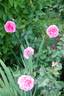Ingwer J. Jensen rose photo