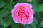 Ingwer J. Jensen rose photo