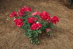 Marjorie Kinnan Rawlings rose photo