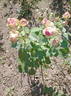 Джим rose photo