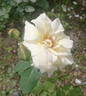 Alois Jirásek rose photo