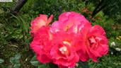 Khersones rose photo