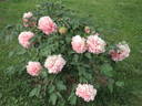 Comtesse de Tuder peony photo