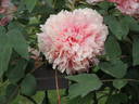 Comtesse de Tuder peony photo