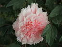 Comtesse de Tuder peony photo