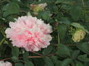 Comtesse de Tuder peony photo