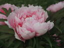 Yachiyo-tsubaki 八千代 椿 peony photo