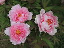Yachiyo-tsubaki 八千代 椿 peony photo
