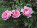 Yachiyo-tsubaki 八千代 椿 peony photo