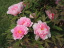 Yachiyo-tsubaki 八千代 椿 peony photo