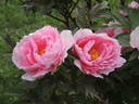 Yachiyo-tsubaki 八千代 椿 peony photo