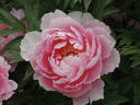 Yachiyo-tsubaki 八千代 椿 peony photo